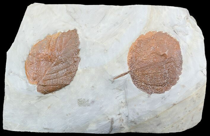 Two Paleocene Fossil Leaves (Zizyphoides & Beringiaphyllum) - Montana #55142